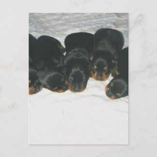 Rottweiler-Puppies Briefkaart