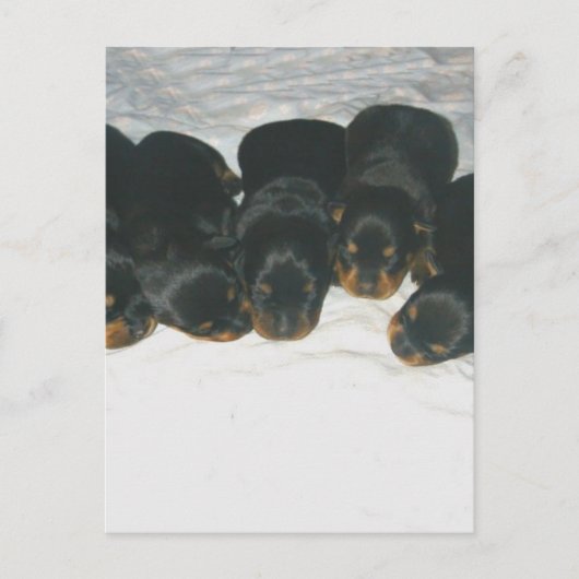 Rottweiler-Puppies Briefkaart (Voorkant)