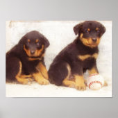 Rottweiler puppies poster (Voorkant)