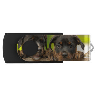 Rottweiler-puppies USB Stick