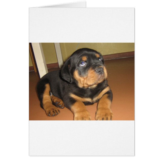 Rottweiler_puppy (Voorkant)