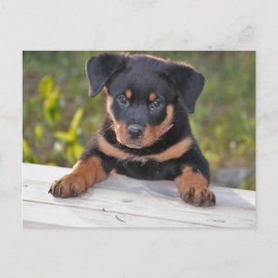 Rottweiler Puppy Ansichtkaart Briefkaart