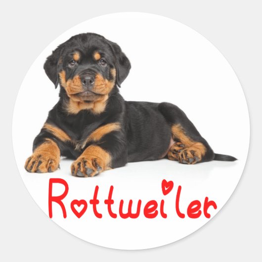 Rottweiler Puppy Brown & Black Dog Red Love Ronde Sticker (Voorkant)