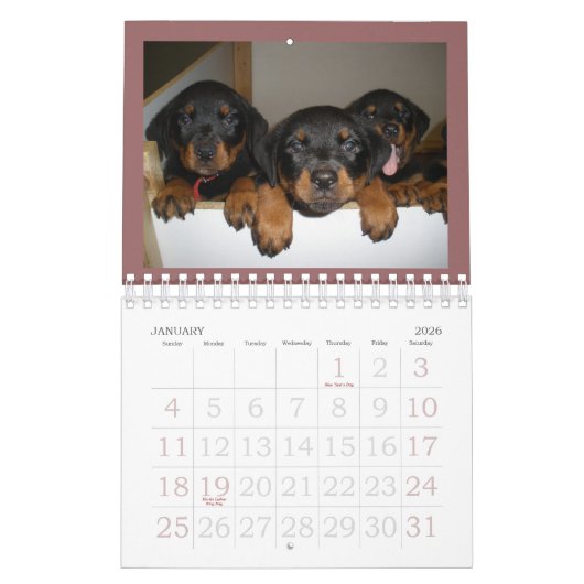 Rottweiler Puppy Calendar Kalender (Jan 2026)