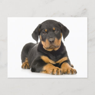 Rottweiler Puppy Dog Blank Briefkaart