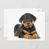 Rottweiler Puppy Dog Blank Briefkaart (Voorkant / Achterkant)