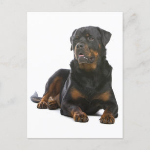 Rottweiler Puppy Dog Blank Briefkaart