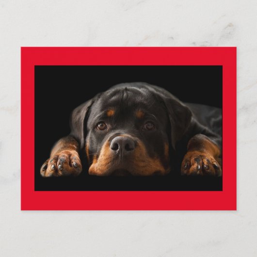 Rottweiler Puppy Dog Greeting Briefkaart - Blank (Voorkant)