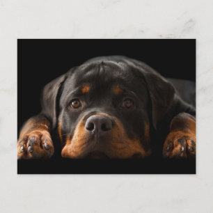 Rottweiler Puppy Dog Greeting Briefkaart - leeg