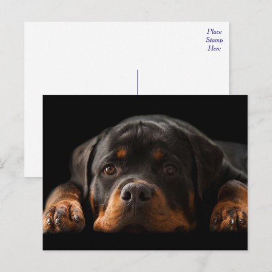 Rottweiler Puppy Dog Greeting Briefkaart - leeg (Voorkant / Achterkant)