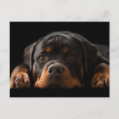 Rottweiler Puppy Dog Greeting Briefkaart - leeg (Voorkant)