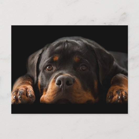 Rottweiler Puppy Dog Greeting Briefkaart - leeg (Voorkant)