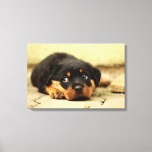 Rottweiler puppy dog nieuwsgierig naar leven canvas afdruk