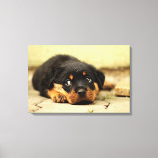 Rottweiler puppy dog nieuwsgierig naar leven canvas afdruk