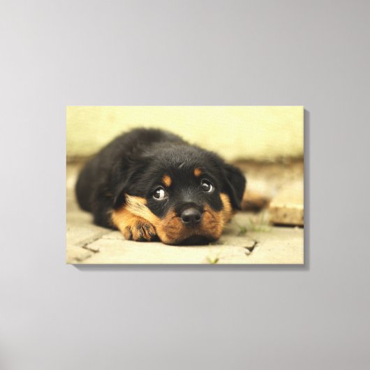 Rottweiler puppy dog nieuwsgierig naar leven canvas afdruk (Voorkant)