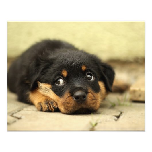 Rottweiler puppy dog nieuwsgierig naar leven foto afdruk (Voorkant)