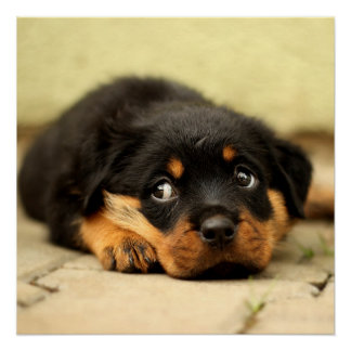 Rottweiler puppy dog nieuwsgierig naar leven poster