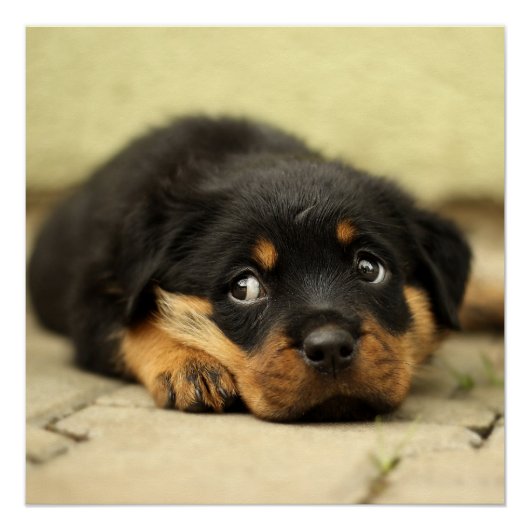 Rottweiler puppy dog nieuwsgierig naar leven poster (Voorkant)