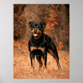 Rottweiler Puppy Dog Poster (Voorkant)