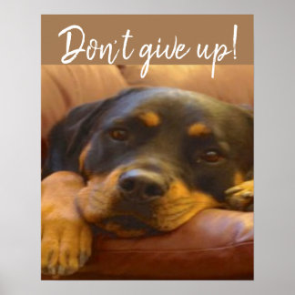 Rottweiler Puppy geeft niet op Poster