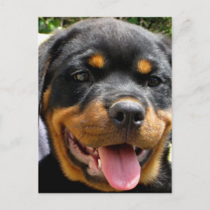 Rottweiler puppy gezicht Hond Schattige Briefkaart