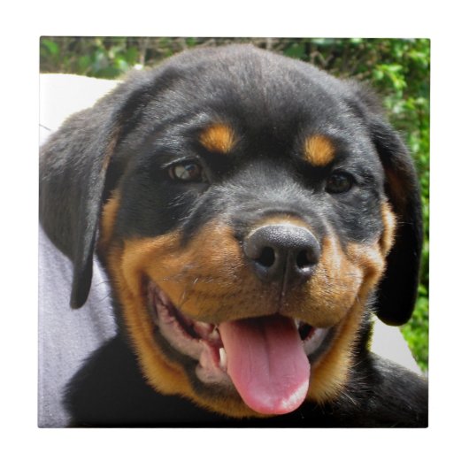 Rottweiler puppy gezicht Hond Schattige Tegeltje (Voorkant)