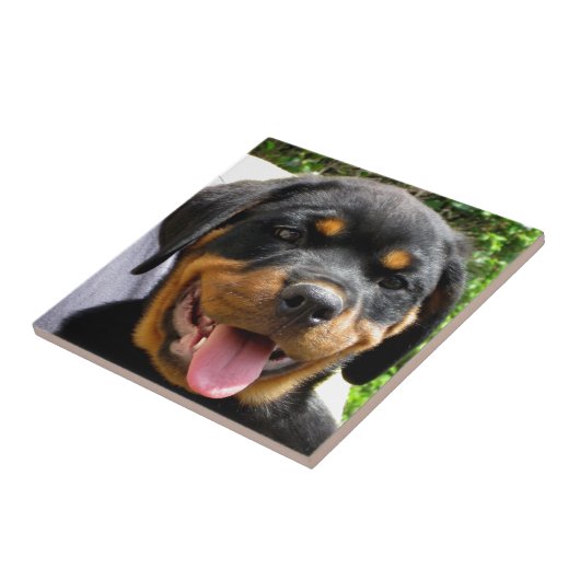 Rottweiler puppy gezicht Hond Schattige Tegeltje (Zijkant)