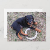 Rottweiler Puppy "Innocent" Briefkaart (Voorkant / Achterkant)