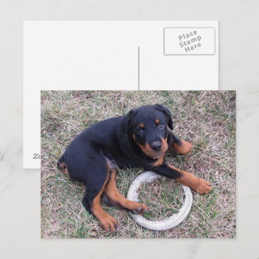 Rottweiler Puppy "Innocent" Briefkaart (Voorkant / Achterkant)