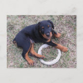 Rottweiler Puppy "Innocent" Briefkaart (Voorkant)