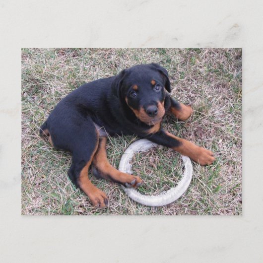 Rottweiler Puppy "Innocent" Briefkaart (Voorkant)