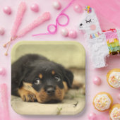 Rottweiler Puppy Papieren Bordje (Feest)