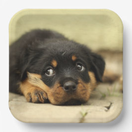 Rottweiler Puppy Papieren Bordje