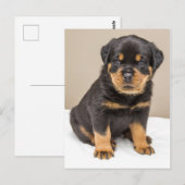 Rottweiler puppy portret briefkaart (Voorkant / Achterkant)