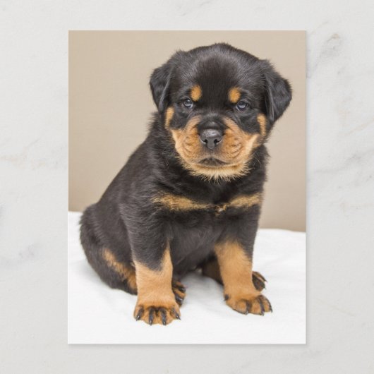Rottweiler puppy portret briefkaart (Voorkant)