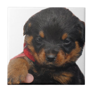 Rottweiler Puppy Red Tegeltje