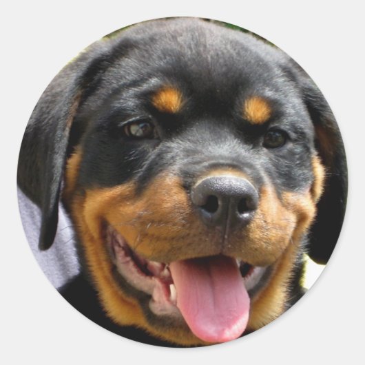 Rottweiler puppy ronde sticker (Voorkant)