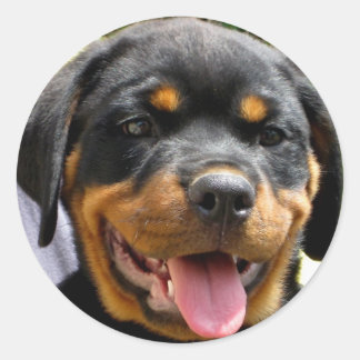 Rottweiler puppy ronde sticker