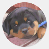 Rottweiler Puppy Ronde Sticker (Voorkant)
