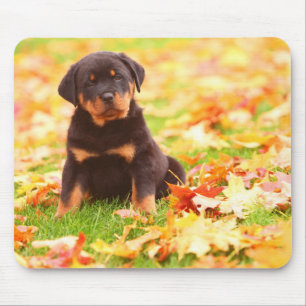 Rottweiler Puppy Sitting in Autumn Leaves Muismat
