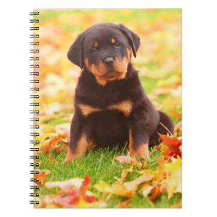 Rottweiler Puppy Sitting in Autumn Leaves Notitieboek