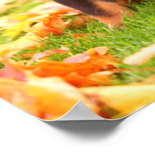 Rottweiler Puppy Sitting in Autumn Leaves Poster (Hoek)