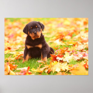 Rottweiler Puppy Sitting in Autumn Leaves Poster