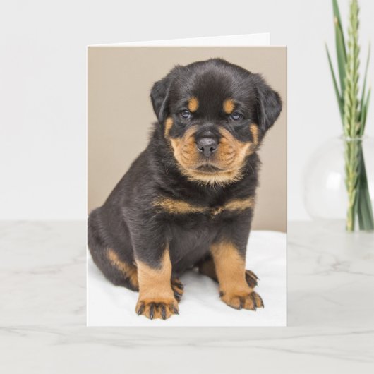 Rottweiler puppyportret kaart (Voorkant)