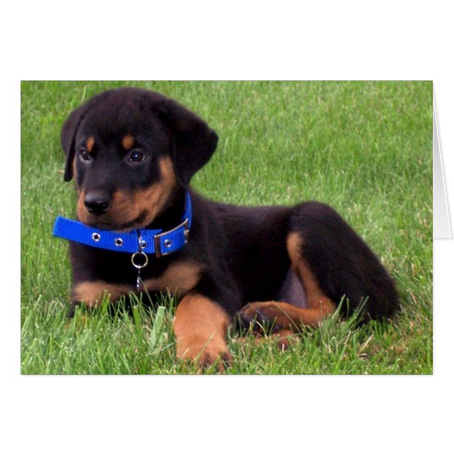 rottweiler pups. (Voorkant Horizontaal)