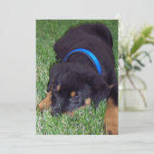 rottweiler pups kaart (Staand voorkant)