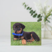 rottweiler pups kaart (Staand voorkant)