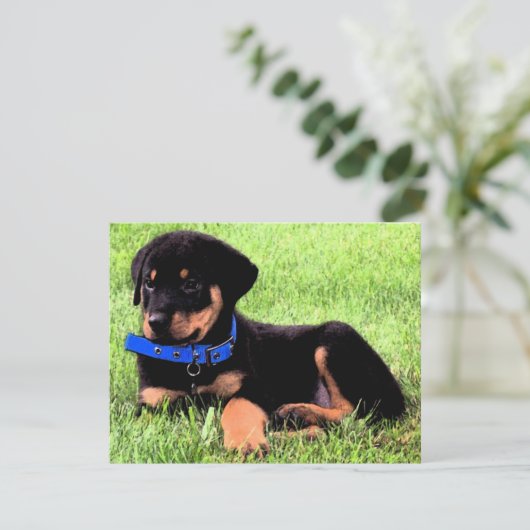 rottweiler pups kaart (Staand voorkant)