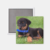 rottweiler pups magneet (Voorkant / Achterkant)