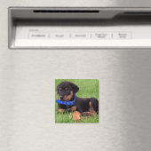 rottweiler pups magneet (Insitu (Vaatwasser))